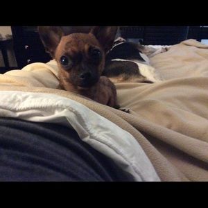 Meet your Posher, Doreen